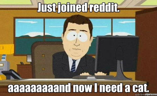 Just joined reddit. aaaaaaaaand now I need a cat.  anditsgone
