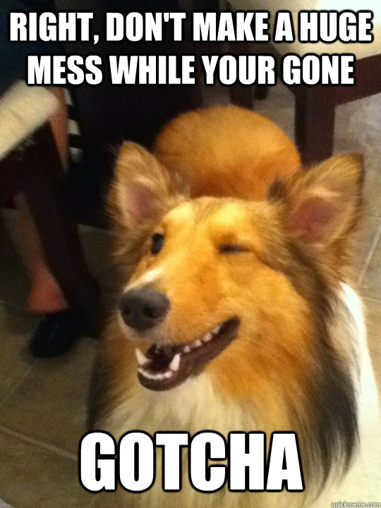 Right, don't make a huge mess while your gone Gotcha  implying dog