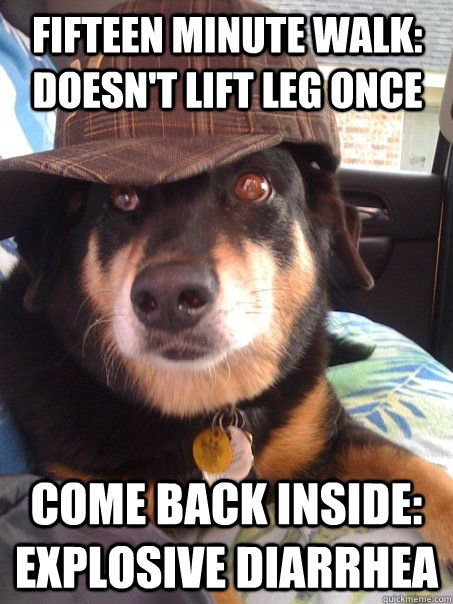 Fifteen minute walk: doesn't lift leg once Come back inside: explosive diarrhea - Fifteen minute walk: doesn't lift leg once Come back inside: explosive diarrhea  Scumbag dog