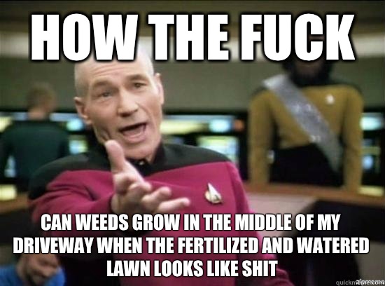 How the fuck Can weeds grow in the middle of my driveway when the fertilized and watered lawn looks like shit  Annoyed Picard HD