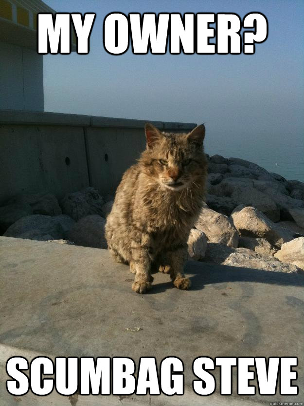 my owner? scumbag steve  Bitter Cat