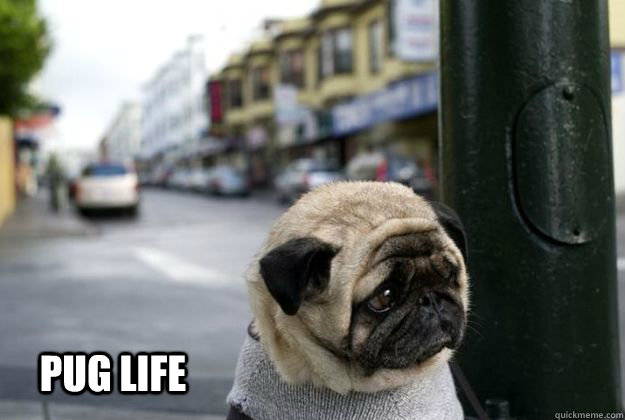 PUG LIFE  Pug Life