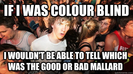 If I was colour blind I wouldn't be able to tell which was the good or bad mallard  Sudden Clarity Clarence