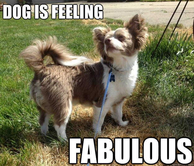 Dog is feeling fabulous - Dog is feeling fabulous  Misc
