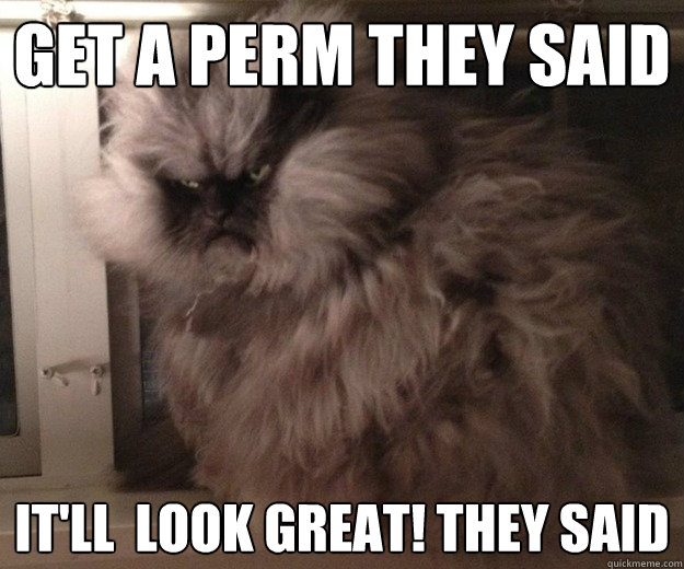 get a Perm they said it'll  look great! they said - get a Perm they said it'll  look great! they said  fluffy grumpy cat