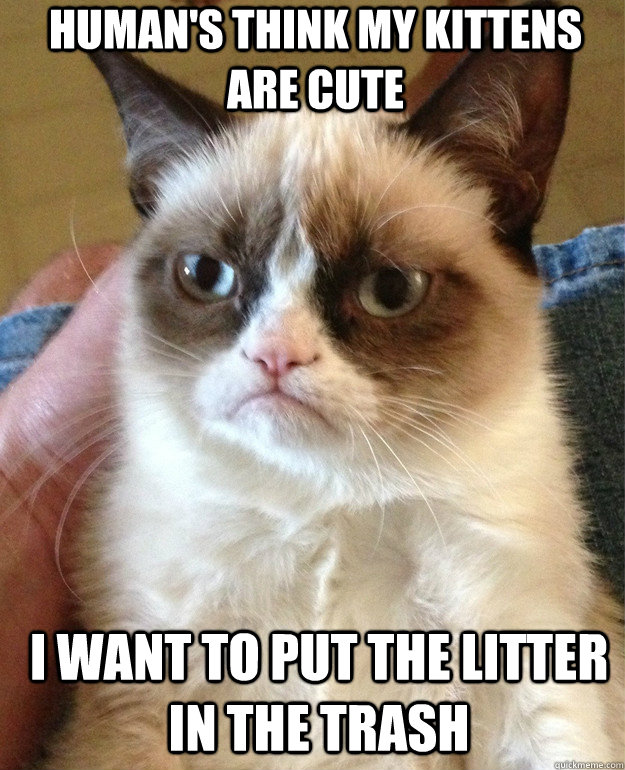 human's think my kittens are cute I want to put the litter in the trash  Grumpy Cat