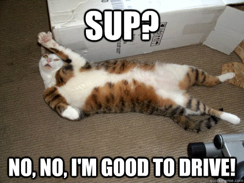 SUP? No, No, I'm good to drive!  Drunk Cat