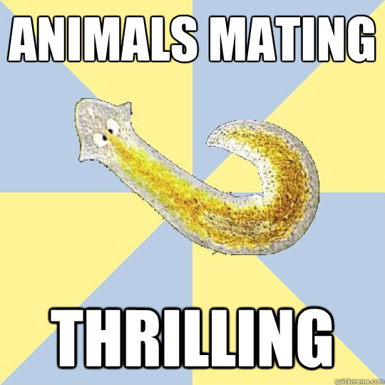 animals mating thrilling  Bio Major Planarian