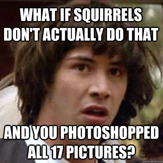 What if squirrels don't actually do that and you photoshopped all 17 pictures? - What if squirrels don't actually do that and you photoshopped all 17 pictures?  Misc