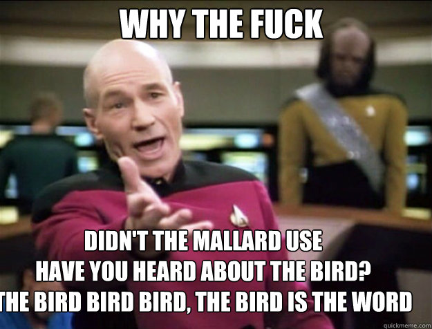 WHY THE FUCK didn't the mallard use
have you heard about the bird?
the bird bird bird, the bird is the word  Piccard 2