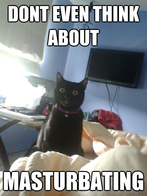 dont even think about Masturbating  overly attached cat