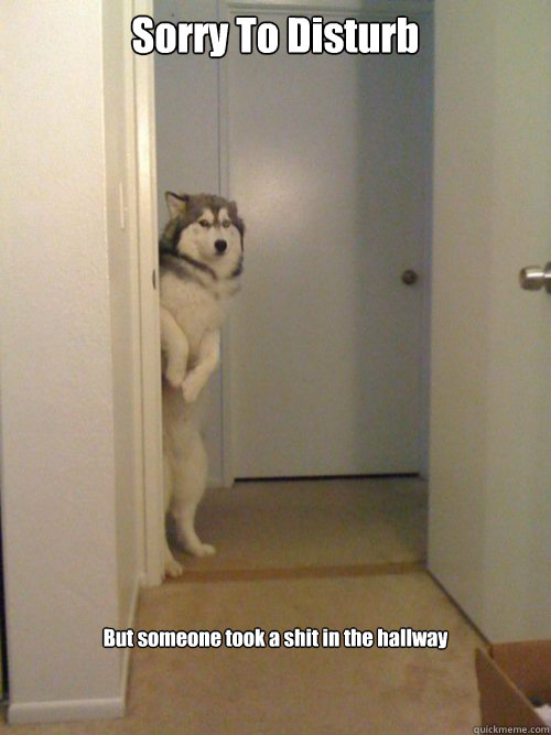 Sorry To Disturb  But someone took a shit in the hallway  - Sorry To Disturb  But someone took a shit in the hallway   awkward husky
