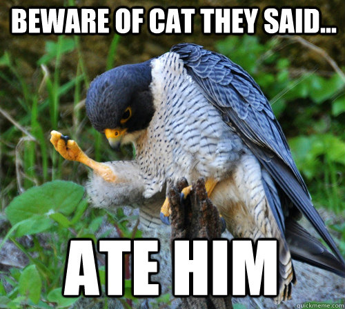 Beware of cat they said... Ate him  Success Falcon