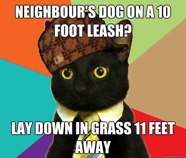 neighbour's dog on a 10 foot leash? lay down in grass 11 feet away  Scumbag Cat