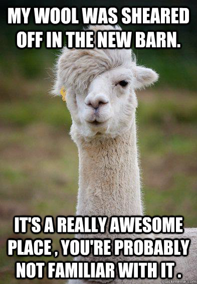 my wool was sheared off in the new barn. it's a really awesome place , You're probably not familiar with it . - my wool was sheared off in the new barn. it's a really awesome place , You're probably not familiar with it .  Hipster Llama