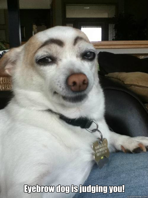 Eyebrow dog is judging you! - Eyebrow dog is judging you!  Eyebrows Dog