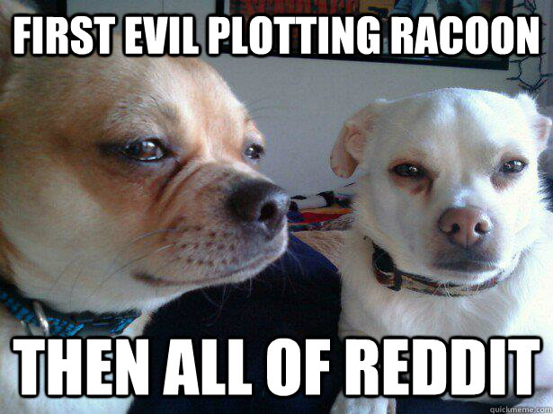 First Evil Plotting Racoon Then All of Reddit  Evil Plotting Dogs
