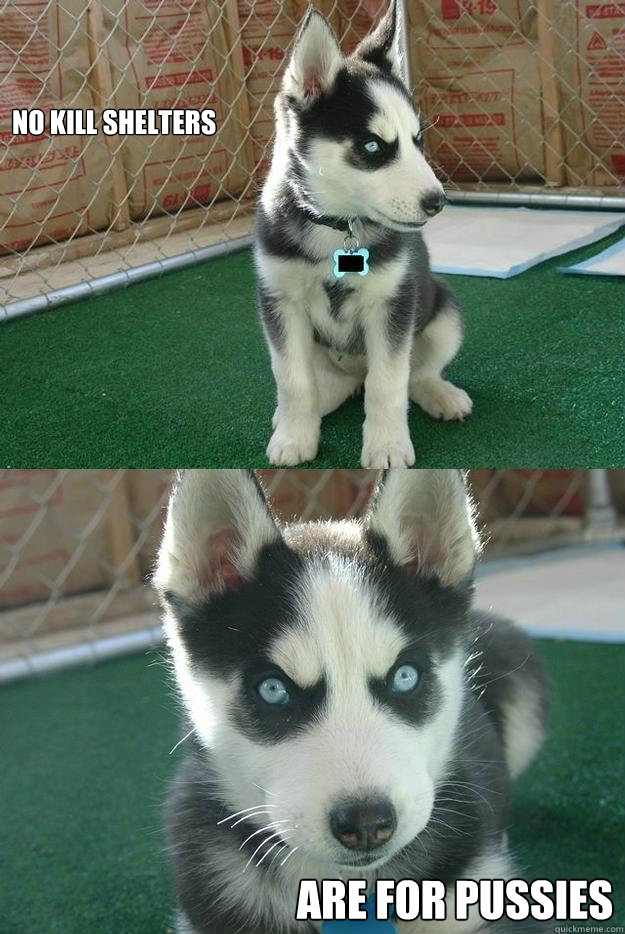 No Kill Shelters Are for pussies  Insanity puppy