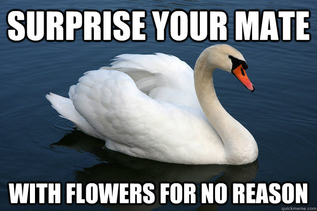 surprise your mate with flowers for no reason - surprise your mate with flowers for no reason  Relationship Advice Swan