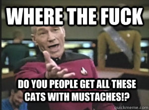 Where the fuck do you people get all these cats with mustaches!?  Annoyed Picard