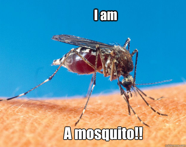 I am  A mosquito!!  mosquito