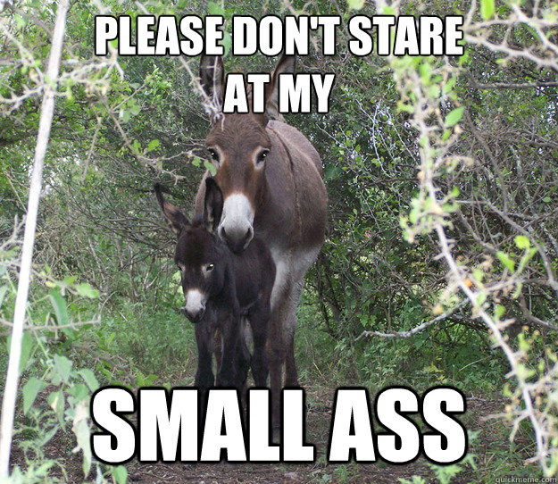 please don't stare 
at my small ass - please don't stare 
at my small ass  donkey watch