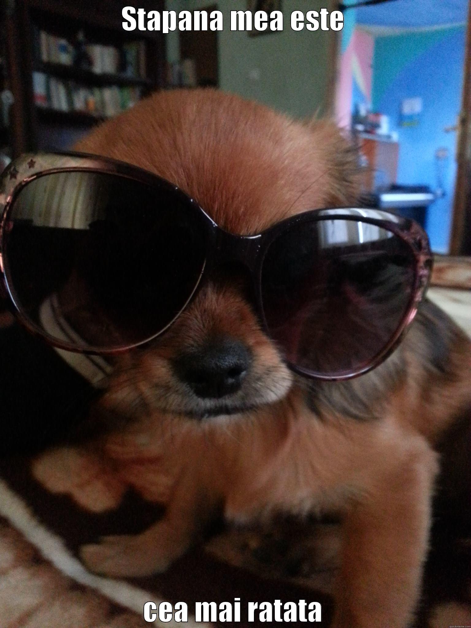 Dog with sunglasses - STAPANA MEA ESTE CEA MAI RATATA Misc