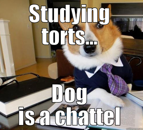 STUDYING TORTS... DOG IS A CHATTEL Lawyer Dog