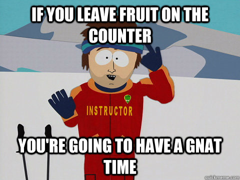 if you leave fruit on the counter you're going to have a gnat time  Youre gonna have a bad time