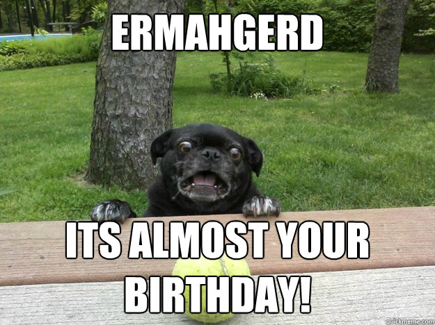 Ermahgerd Its almost your birthday!  Berks Dog