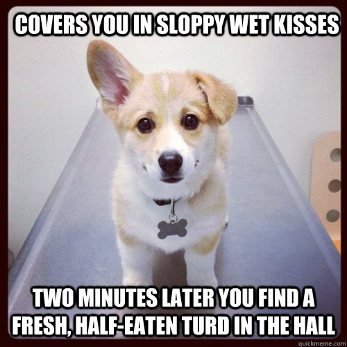 covers you in sloppy wet kisses two minutes later you find a fresh, half-eaten turd in the hall   Good Guy Dog