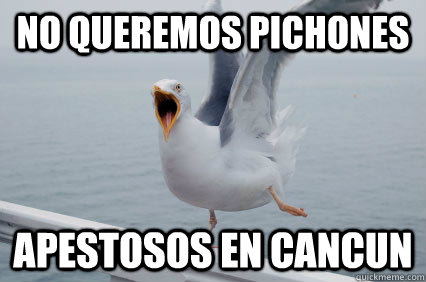 No queremos pichones Apestosos en Cancun  