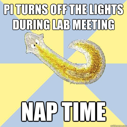 PI turns off the lights during lab meeting nap time - PI turns off the lights during lab meeting nap time  Bio Major Planarian