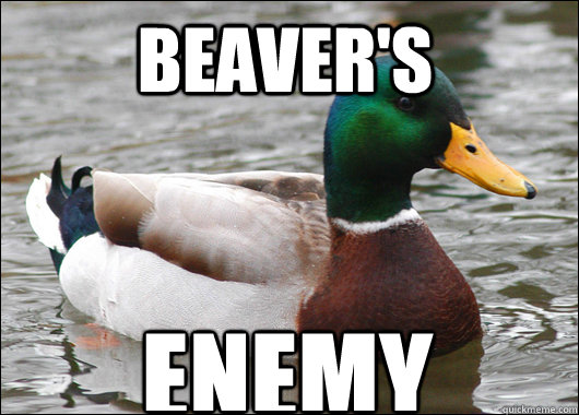 Beaver's ENEMY  Actual Advice Mallard