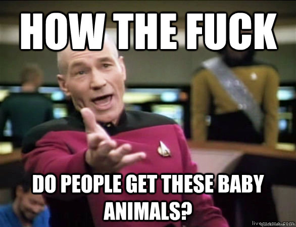 how the fuck do people get these baby animals?  Annoyed Picard HD