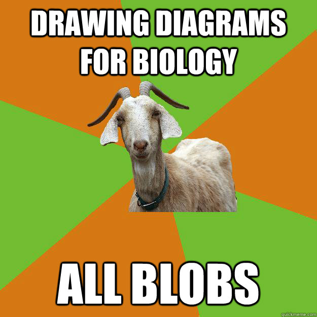 drawing diagrams for biology all blobs - drawing diagrams for biology all blobs  IB Goat
