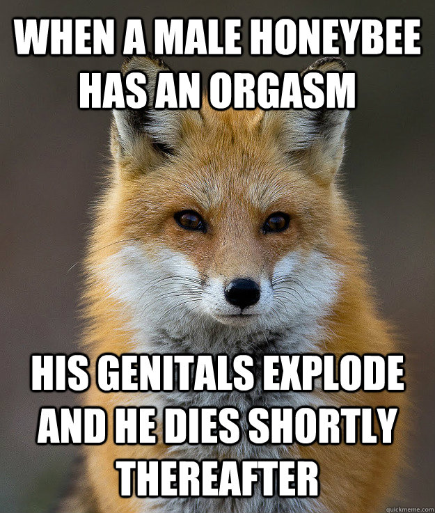 When a male honeybee has an orgasm his genitals explode and he dies shortly thereafter - When a male honeybee has an orgasm his genitals explode and he dies shortly thereafter  Fun Fact Fox