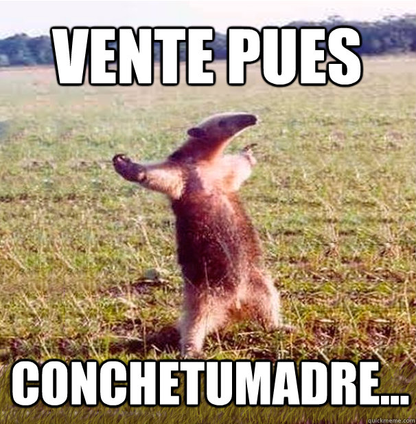 Vente pues  Conchetumadre... - Vente pues  Conchetumadre...  oso hormiguero