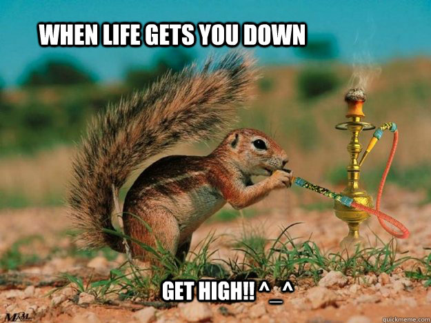 when life gets you down Get high!! ^_^ - when life gets you down Get high!! ^_^  weed squirrel