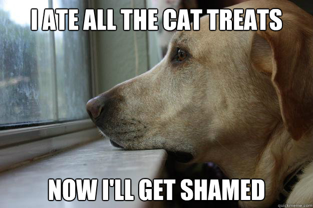 I ate all the cat treats now i'll get shamed - I ate all the cat treats now i'll get shamed  First world problems dog