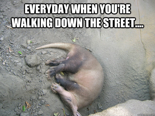 Everyday when you're walking down the street....   Dead Aardvark