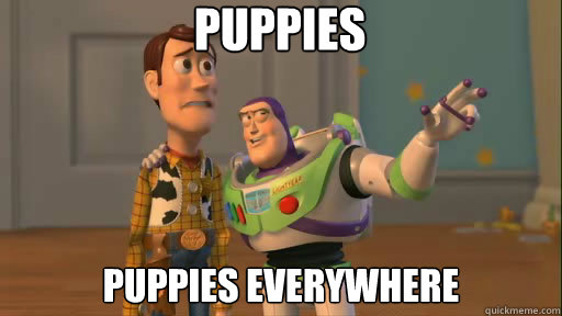 puppies puppies everywhere  Everywhere