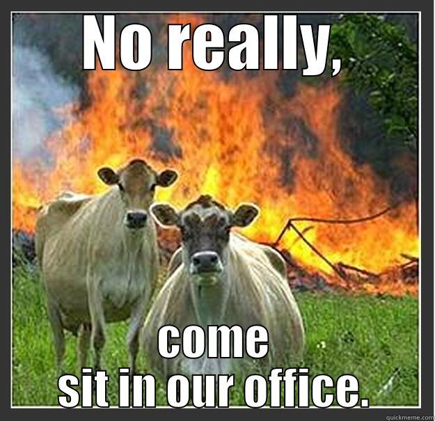 NO REALLY, COME SIT IN OUR OFFICE. Evil cows