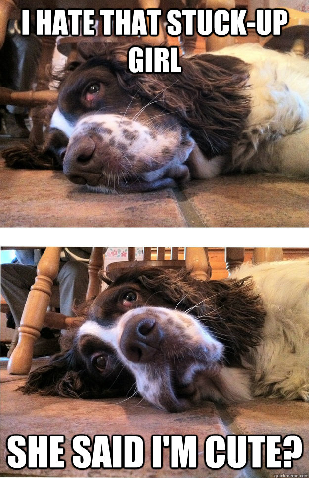 I hate that stuck-up girl she said i'm cute?  Suddenly interested dog