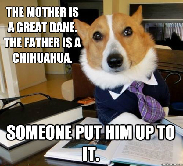 The mother is a Great Dane.
The Father is a Chihuahua. Someone put him up to it.  Lawyer Dog