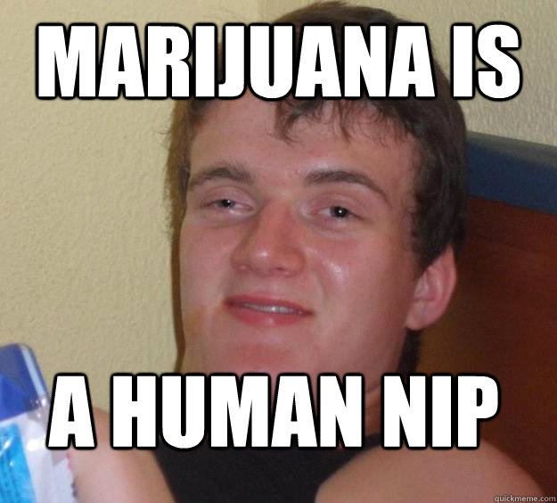 Marijuana is a human nip  10 Guy