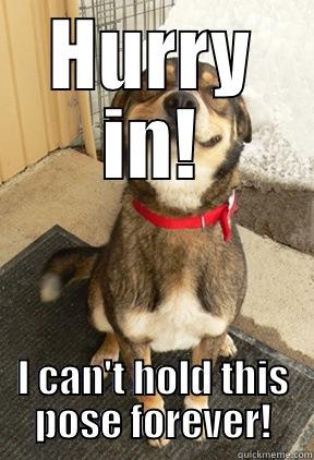 HURRY IN! I CAN'T HOLD THIS POSE FOREVER! Good Dog Greg