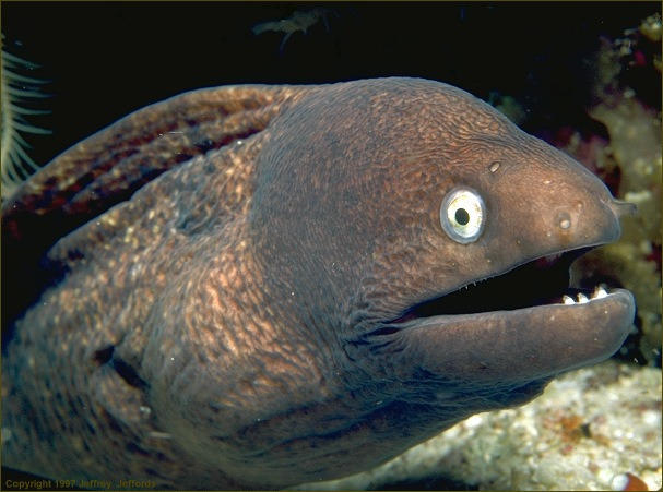 I'm waiting for someone to blame ISIS for this.  -   Bad Joke Eel