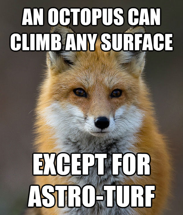 AN OCTOPUS CAN CLIMB ANY SURFACE  EXCEPT FOR ASTRO-TURF  Fun Fact Fox