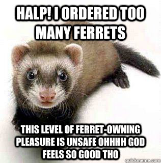 HALP! I ORDERED TOO MANY FERRETS THIS LEVEL OF FERRET-OWNING PLEASURE IS UNSAFE OHHHH GOD FEELS SO GOOD THO  Logical Fallacy Ferret